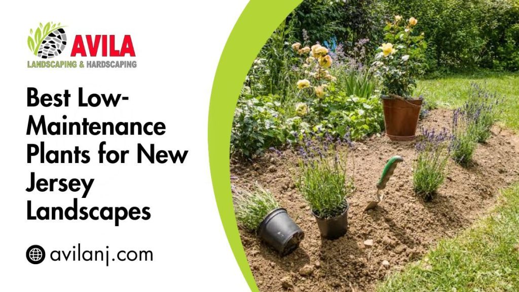 Best Low Maintenance Plants for New Jersey Landscapes