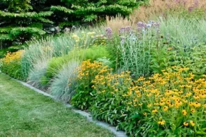 Black-Eyed Susan