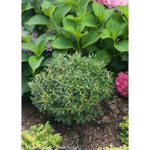 Inkberry holly