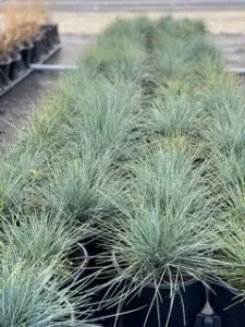 blue fescue
