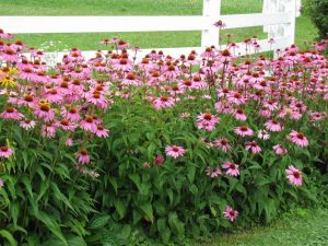 coneflowers