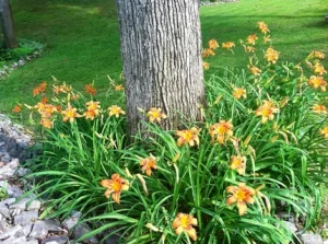 daylily