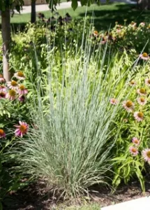 little bluestem