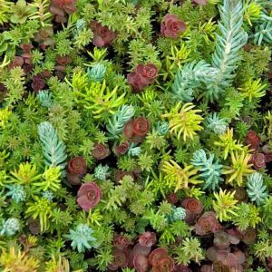 sedum