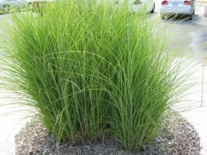 switch grass